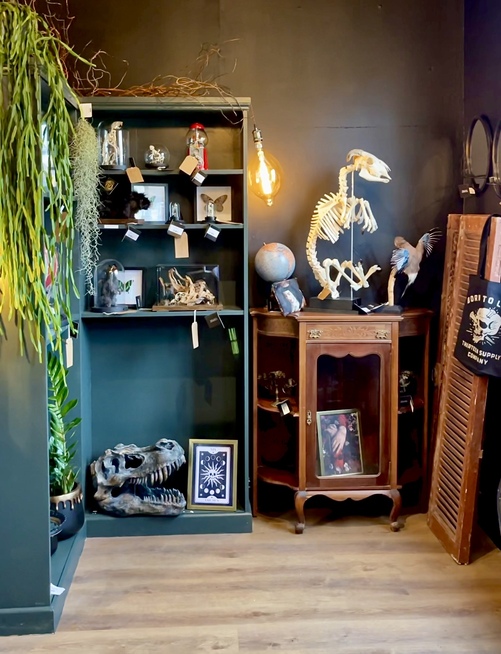 Taxidermy, plants and gifts can be found at the eccentric Tillius store on Pulteney Bridge